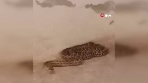 2 metrelik dev yılan panik yarattı! 1